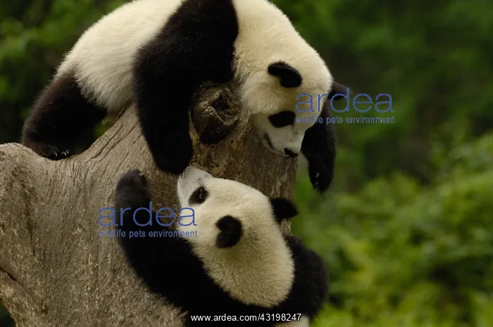 : Giant panda babies (Ailuropoda melanoleuca) Family: : Giant panda babies (Ailuropoda melanoleuca) Family: