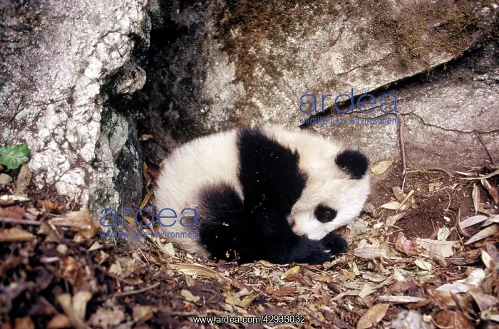 : Giant Panda - Baby - 4 months : Giant Panda - Baby - 4 months
