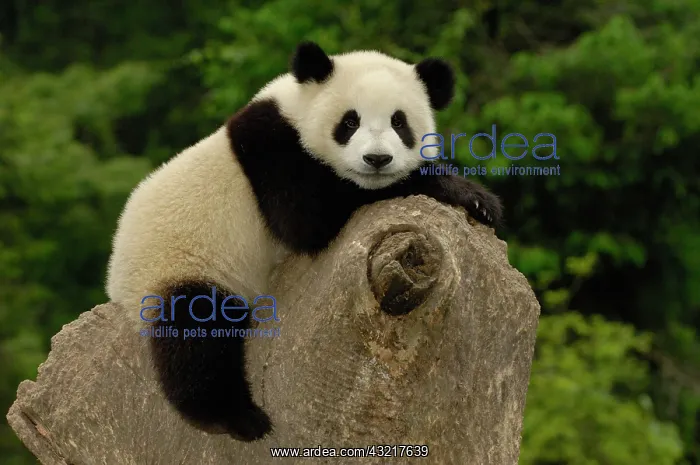 : Giant panda baby (Ailuropoda melanoleuca) : Giant panda baby (Ailuropoda melanoleuca)