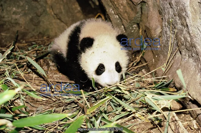 : Giant Panda - baby in den, aged 4 months : Giant Panda - baby in den, aged 4 months