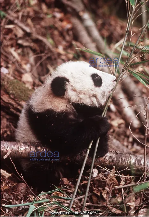 : GIANT PANDA - baby eating bamboo : GIANT PANDA - baby eating bamboo