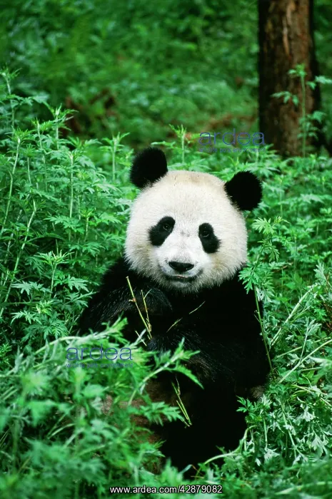 : Giant PANDA - with bamboo : Giant PANDA - with bamboo