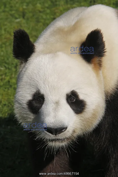 : Giant panda, Bamboo Bear, Giant Pandas (ailuropoda : Giant panda, Bamboo Bear, Giant Pandas (ailuropoda