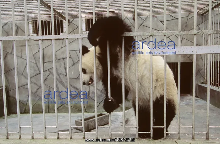 : Giant Panda - In cage : Giant Panda - In cage