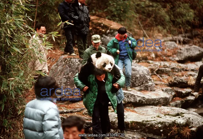 : Giant Panda - carried on man's back, tranquillised : Giant Panda - carried on man's back, tranquillised