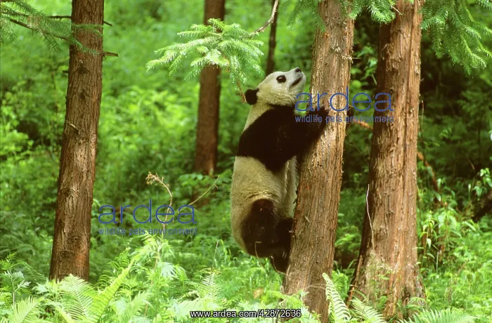 : Giant Panda - Climbing tree : Giant Panda - Climbing tree