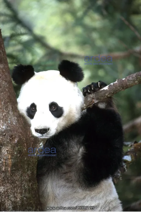 : Giant PANDA - climbing tree : Giant PANDA - climbing tree