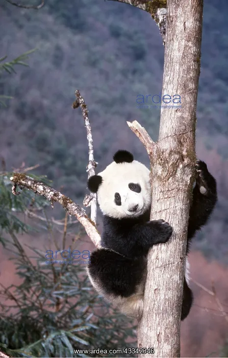 : GIANT PANDA - climbing up tree : GIANT PANDA - climbing up tree