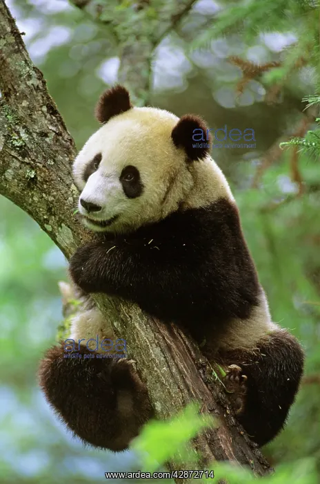 : Giant Panda - Clinging onto tree : Giant Panda - Clinging onto tree