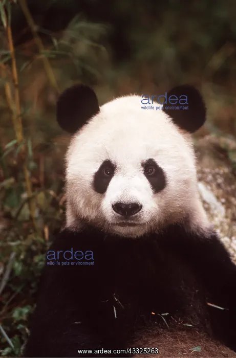: GIANT PANDA - close-up of face : GIANT PANDA - close-up of face