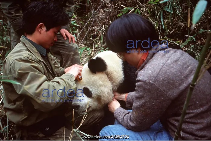 : GIANT PANDA - close-up of head with researchers : GIANT PANDA - close-up of head with researchers