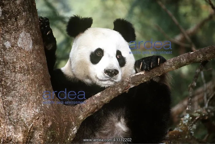 : GIANT PANDA - close-up in tree : GIANT PANDA - close-up in tree