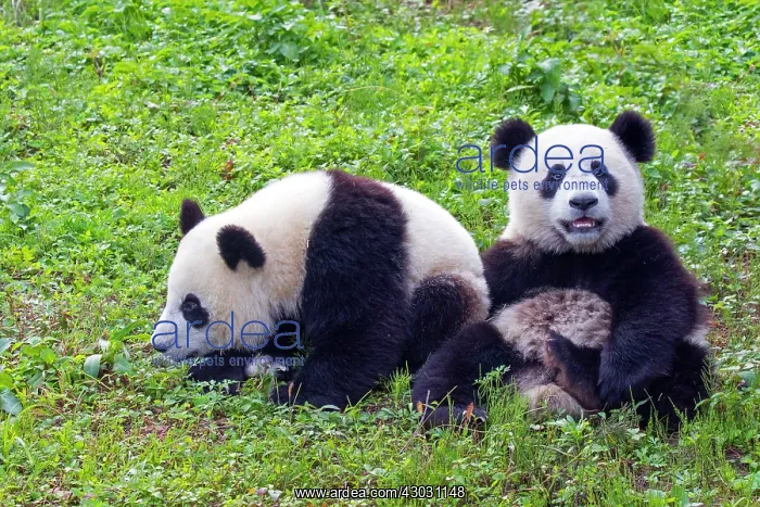 : Giant Panda controlled conditions : Giant Panda controlled conditions