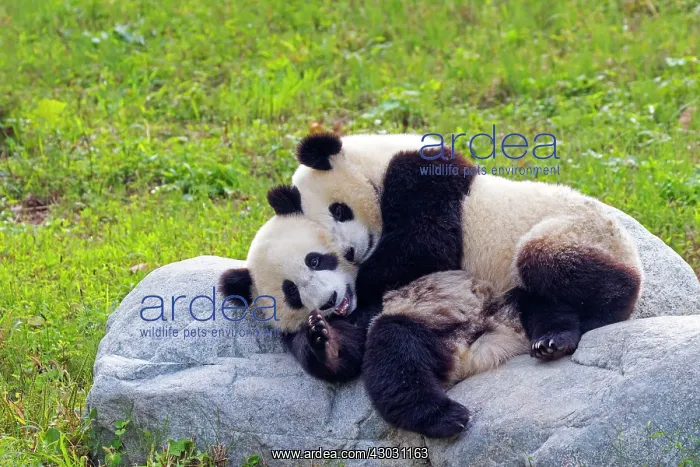  : Giant Panda controlled conditions