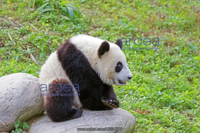 : Giant Panda controlled conditions : Giant Panda controlled conditions