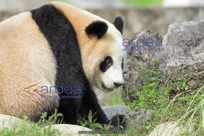 : Giant Panda controlled conditions : Giant Panda controlled conditions