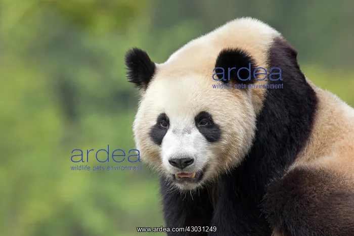 : Giant Panda controlled conditions : Giant Panda controlled conditions