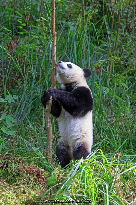 : Giant Panda controlled conditions : Giant Panda controlled conditions