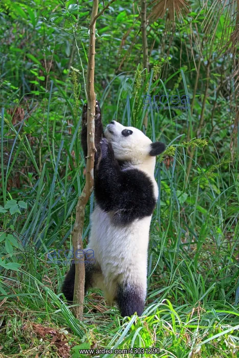 : Giant Panda controlled conditions : Giant Panda controlled conditions