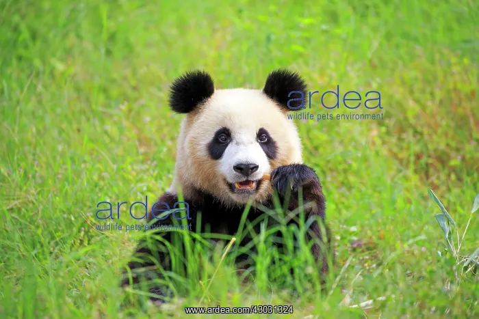 : Giant Panda controlled conditions : Giant Panda controlled conditions