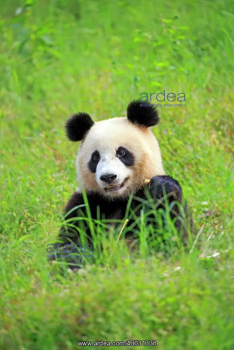 : Giant Panda controlled conditions : Giant Panda controlled conditions