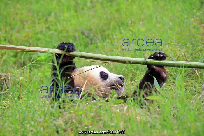 : Giant Panda controlled conditions : Giant Panda controlled conditions