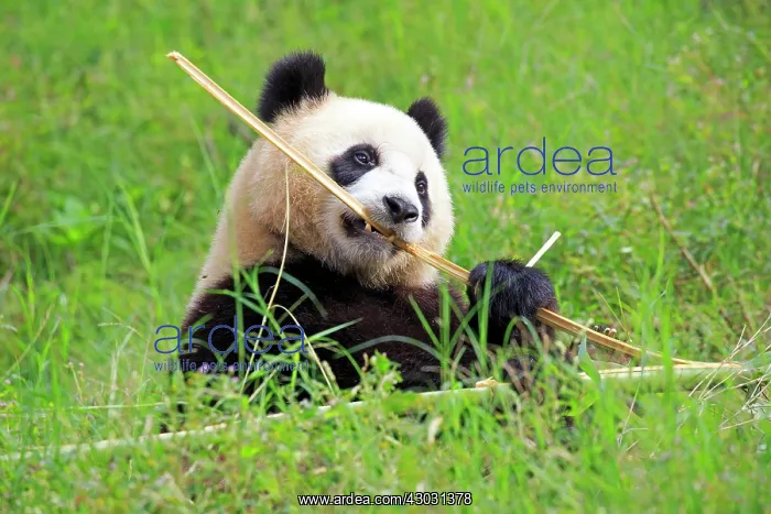 : Giant Panda controlled conditions : Giant Panda controlled conditions