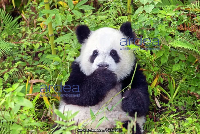 : Giant Panda controlled conditions : Giant Panda controlled conditions