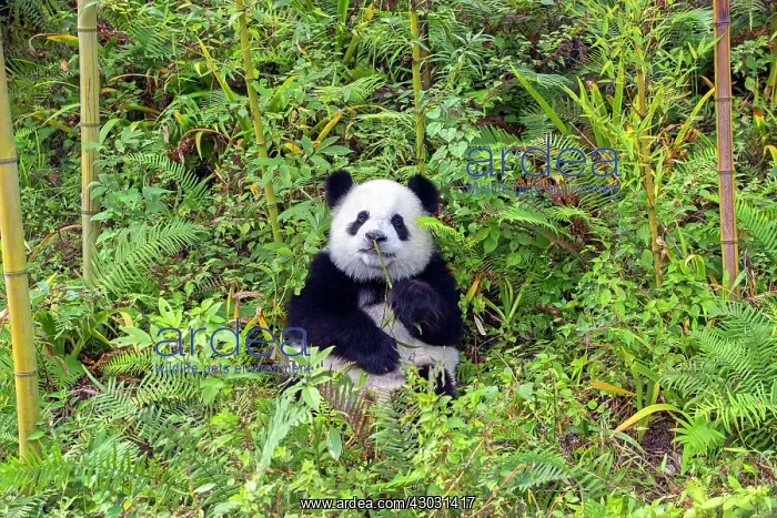 : Giant Panda controlled conditions : Giant Panda controlled conditions