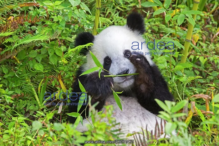: Giant Panda controlled conditions : Giant Panda controlled conditions