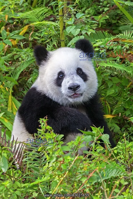 : Giant Panda controlled conditions : Giant Panda controlled conditions