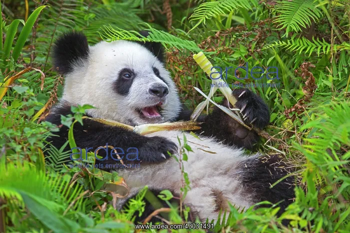 : Giant Panda controlled conditions : Giant Panda controlled conditions