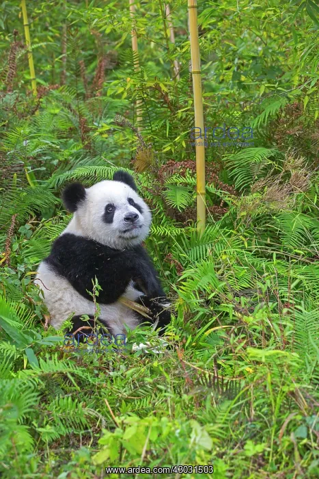 : Giant Panda controlled conditions : Giant Panda controlled conditions
