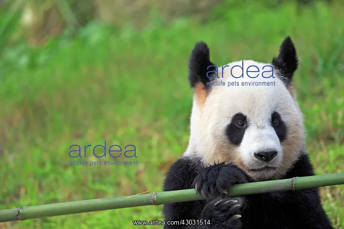 : Giant Panda controlled conditions : Giant Panda controlled conditions