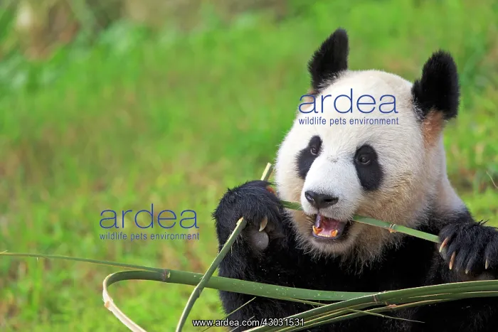  : Giant Panda controlled conditions