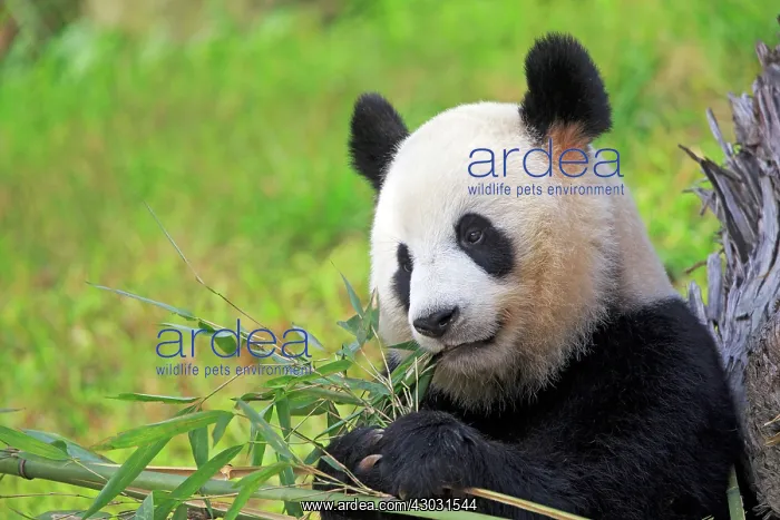 : Giant Panda controlled conditions : Giant Panda controlled conditions