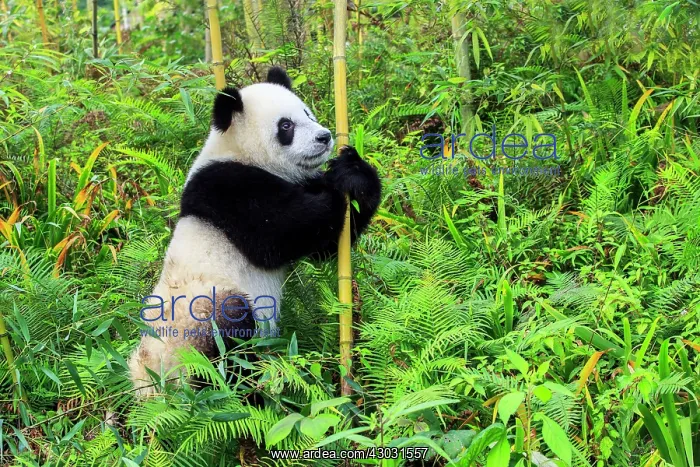 : Giant Panda controlled conditions : Giant Panda controlled conditions