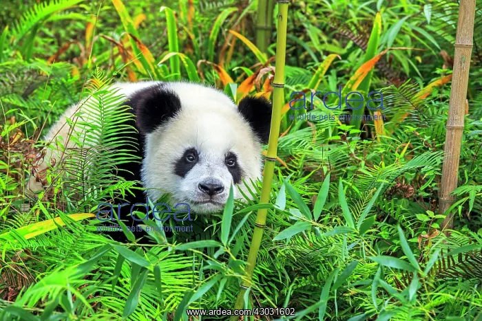 : Giant Panda controlled conditions : Giant Panda controlled conditions