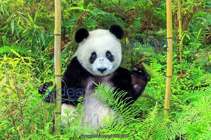 : Giant Panda controlled conditions : Giant Panda controlled conditions
