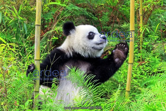 : Giant Panda controlled conditions : Giant Panda controlled conditions