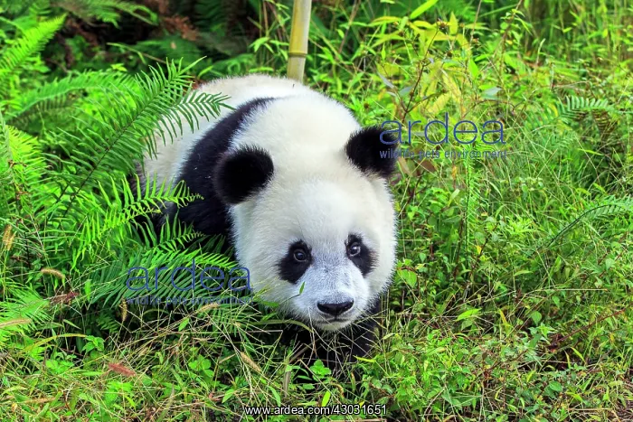 : Giant Panda controlled conditions : Giant Panda controlled conditions