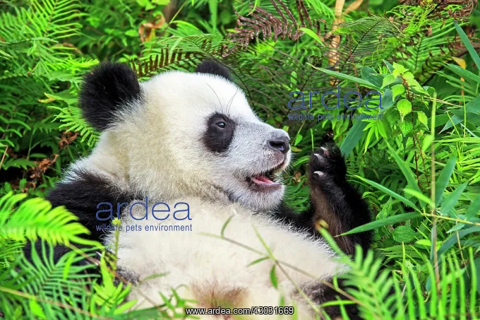 : Giant Panda controlled conditions : Giant Panda controlled conditions