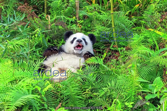 : Giant Panda controlled conditions : Giant Panda controlled conditions