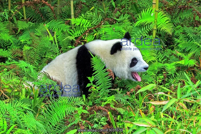: Giant Panda controlled conditions : Giant Panda controlled conditions