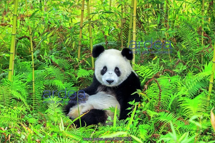 : Giant Panda controlled conditions : Giant Panda controlled conditions