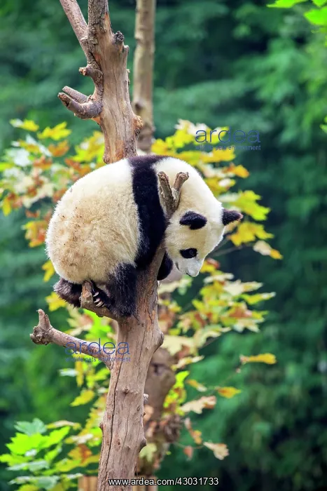 : Giant Panda controlled conditions : Giant Panda controlled conditions