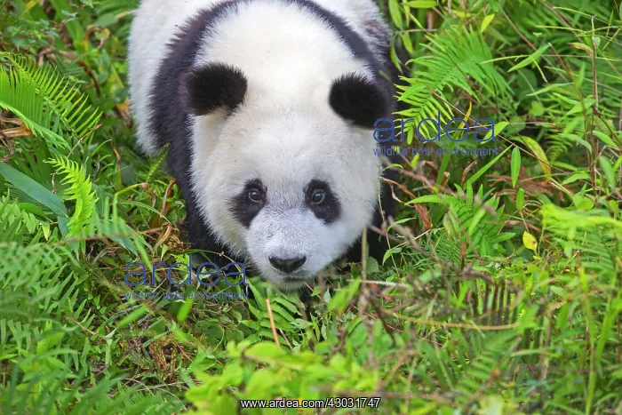 : Giant Panda controlled conditions : Giant Panda controlled conditions