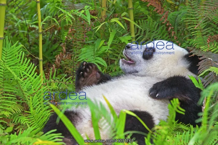 : Giant Panda controlled conditions : Giant Panda controlled conditions