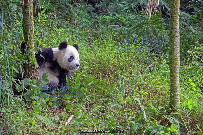 : Giant Panda controlled conditions : Giant Panda controlled conditions