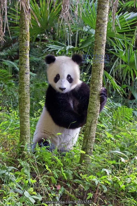 : Giant Panda controlled conditions : Giant Panda controlled conditions